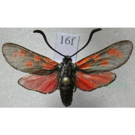 Zygaena filipendulae (Linnaeus, 1758) Kraśnik sześcioplamek Czech16f